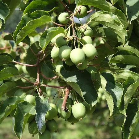 Alojamento de Turismo Rural Quinta Lavandeiras - Caldas De