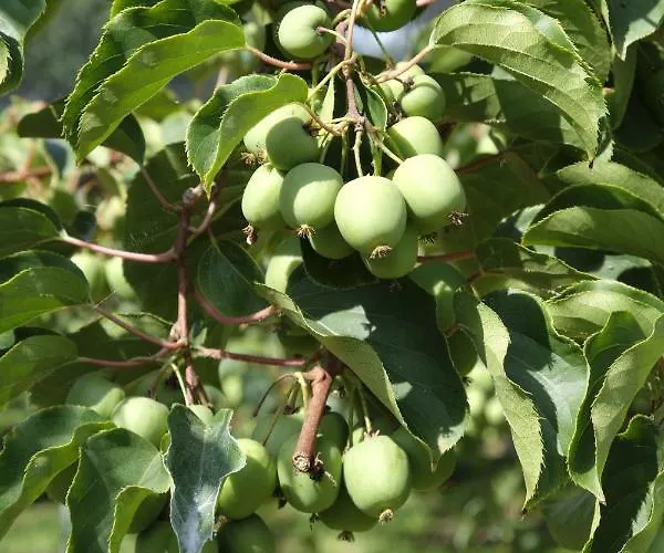 Lantgård Quinta Lavandeiras - Caldas De